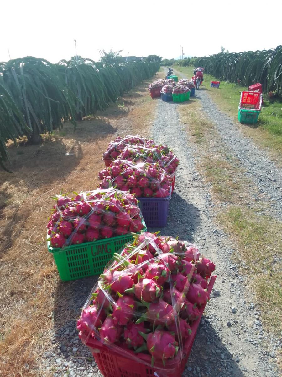 Tiêu dùng trong tuần (từ 19-25/12/2022): Thanh long tăng giá gấp đôi, nông dân phấn khởi